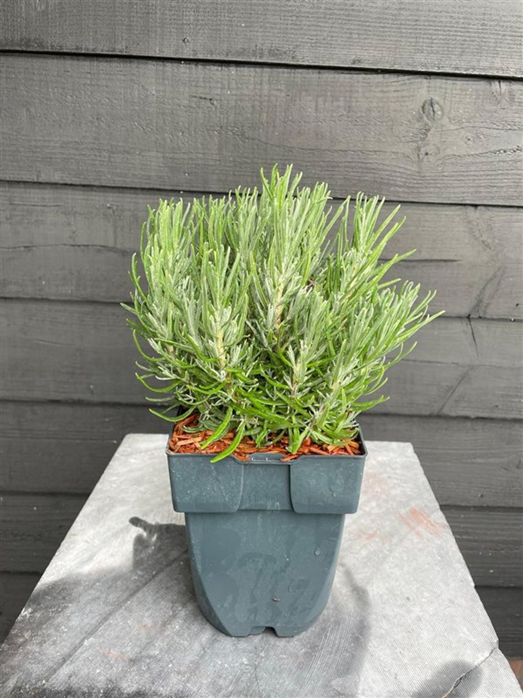 Lavandula ang. 'Dwarf Blue' - C2